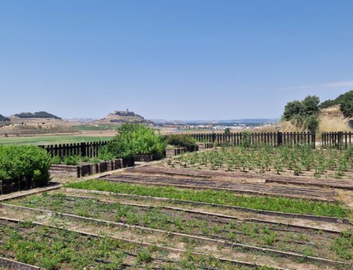 ¡Qué bien le sienta el verano 2024 a nuestro huerto ecológico!