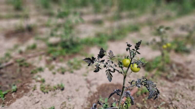 tomates huerto ecológico